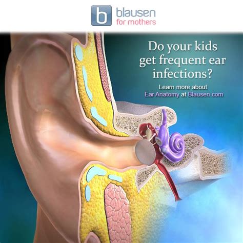 Do your kids get frequent ear infections? Learn more about inner ear anatomy at blausen.com with ...