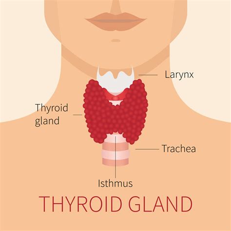 What Is Heterogeneous Thyroid Gland