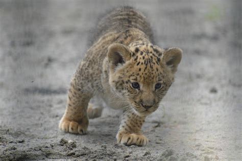 Photos: Cute Liliger Cubs At the Novosibirsk Zoo, Russia – Ahmad Ali ...