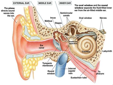 Diagram Iphone 7 Ear Diagram Labeled: Understanding The Anatomy Of The Iphone 7 Ear - Crispin ...