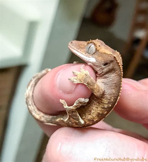 Our new baby crested gecko, Raisin. : r/tinyanimalsonfingers