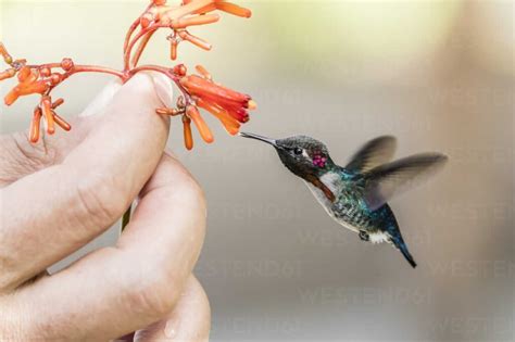 Zunzuncito: Smallest Bird in the Cosmos - Whatsmagazine