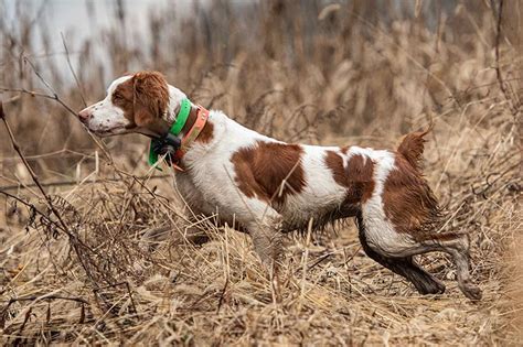 Do Brittany Spaniels Point? Hunting Instincts Uncovered