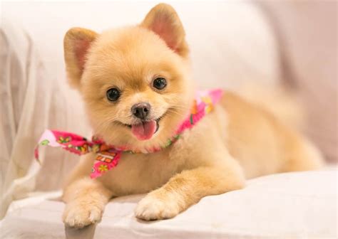 45 Pomeranian Haircuts & Grooming Ideas for Dog Lovers (2023 Styles)