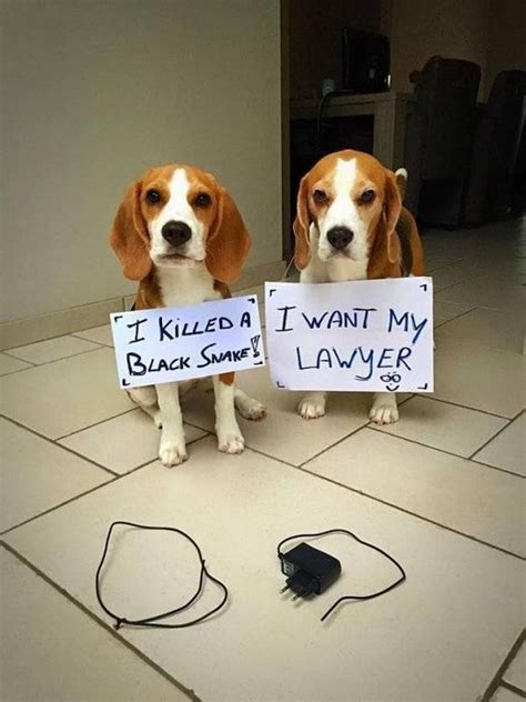 15 Funny Beagle Memes To Make Your Day - Page 4 of 5 - BuzzSharer.com