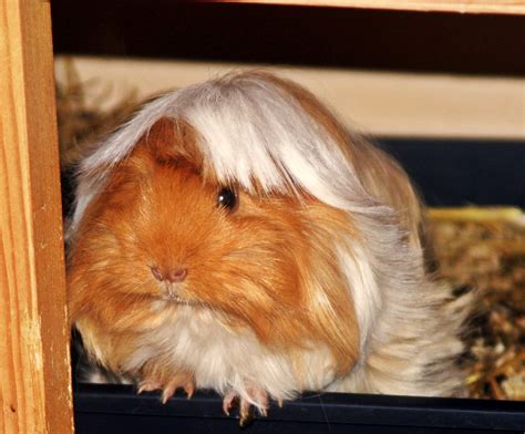 Peruvian guinea pig: how it is, habitat and care as a pet