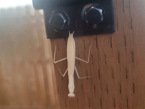 How rare is white praying mantis? Ask an Extension expert - oregonlive.com