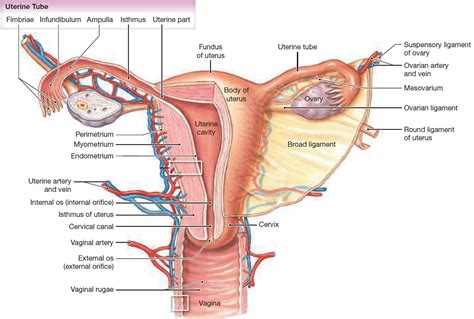 Bicornuate Uterus - Causes, Symptoms, Ultrasound, Fertility & Pregnancy