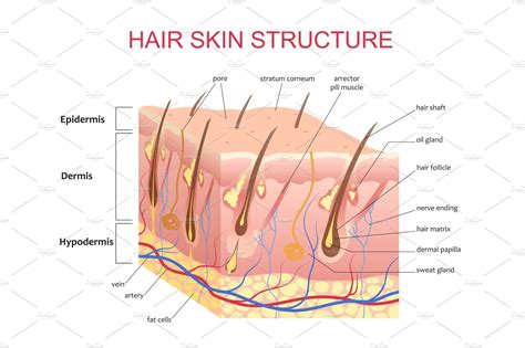 3D structure of the hair skin scalp | Graphic Objects ~ Creative Market