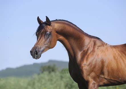 Arab Horse Breed Guide by Team Horsemart | Horsemart