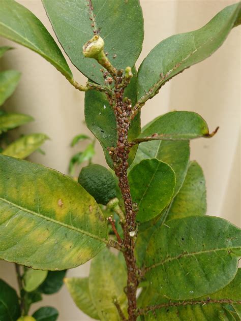 Meyer Lemon Tree Diseases Leaf