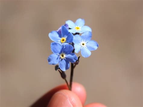 Forget-Me-Nots: Tips and Symbolism of These Pretty Blue Flowers | LaptrinhX / News