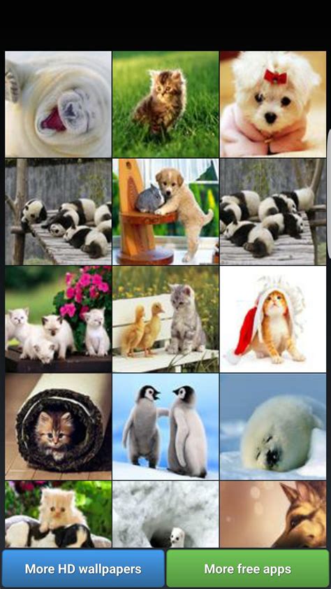 Cute Animal Collage Wallpapers - Top Free Cute Animal Collage Backgrounds - WallpaperAccess