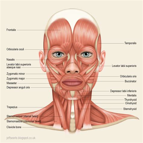 Muscles Of The Face Diagram