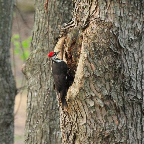 Colvin Run Habitat: Pileated Woodpecker Digging for Ants