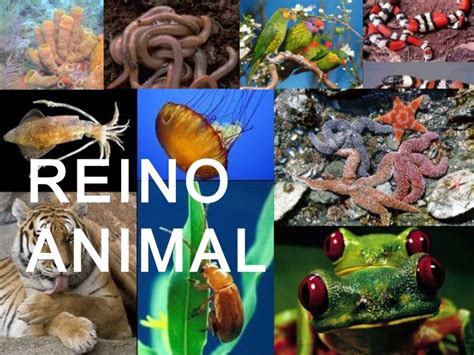 Dominio Eukarya - Reino Animal: Reino Animal o A nimalia