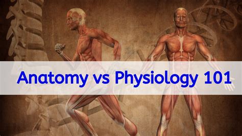 Anatomy vs Physiology 101: How can we make a difference between anatomy and physiology - Daily ...