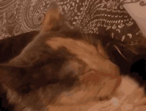 Cat Tongue Out GIF - Cat Tongue Out Kitty - Discover & Share GIFs