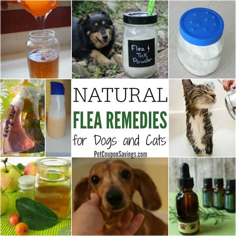 11 Natural Flea Remedies for Dogs and Cats - Pet Coupon Savings