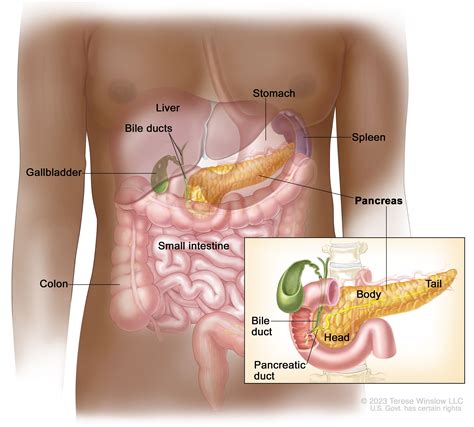 Pancreatic Cancer Treatment - NCI