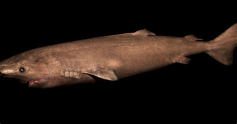 Le requin du Groenland est l'animal vertébré le plus vieux du monde | Le HuffPost