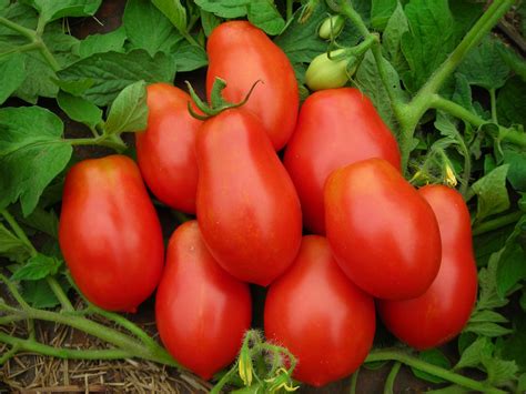 Italian Roma Tomato Seeds 100 Ct Vegetable Garden TOMATO PASTE SAUCE - Etsy