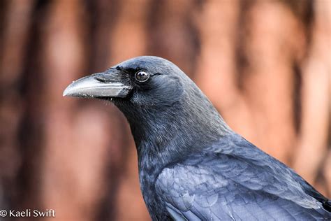 Bill overhang in corvids | LaptrinhX / News