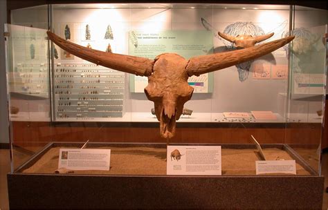 Prehistoric Bison