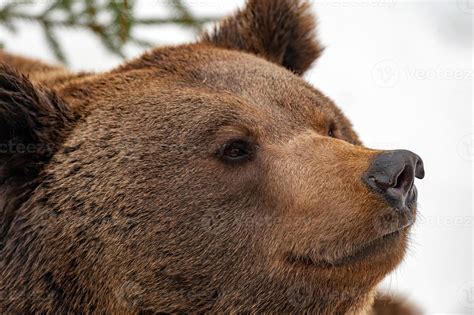 brown bear on the snow background 12219963 Stock Photo at Vecteezy