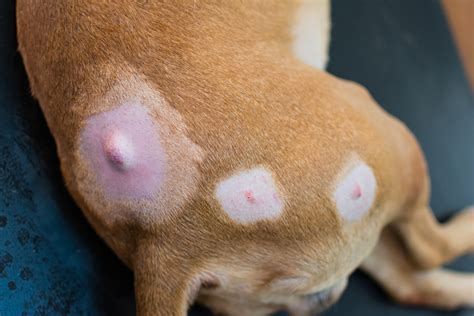 Lumps on Dogs! Are They Cancer? | Dog cancer, Dog skin, Tumors on dogs