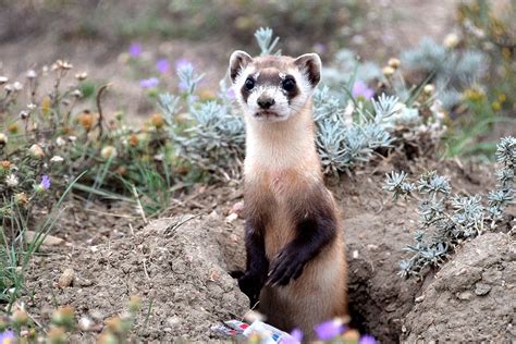 Five Endangered Animal Species Recovering in Colorado