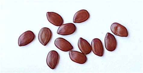 Hawaiian Mimosa Seeds Tropical Tree, Miracle Tree, Wild Tamarind, Lead ...