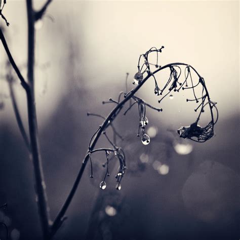 November Rain II by Peterix on DeviantArt