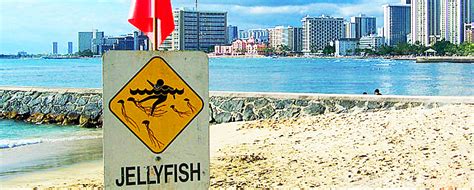 Jellyfish Sting Warnings For Your 2022 Hawaii Vacation