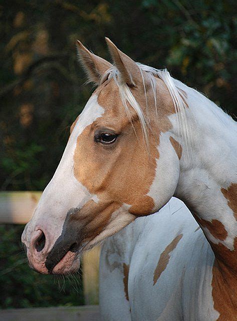 25+ Photo of a palomino paint horse info | horsestabledesigns