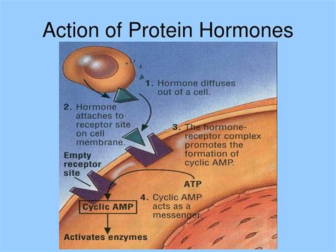 PPT - The Human Endocrine System PowerPoint Presentation, free download - ID:5469796