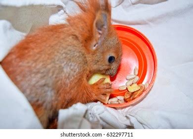 Baby Squirrel Eats Delicacies Stock Photo 632297711 | Shutterstock