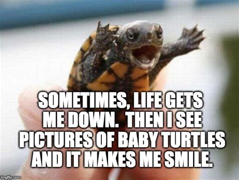 happy baby turtle - Imgflip