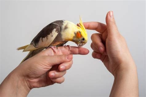 Understanding Cockatiel Behavior - Cockatiel Birds as a Pet