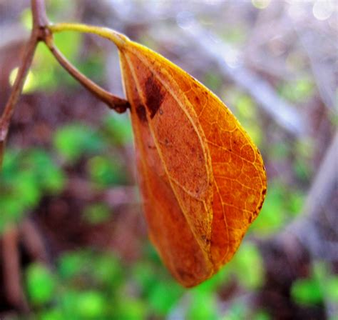 Deep Yellow Discolored Leaf Free Stock Photo - Public Domain Pictures