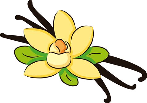 Vanilla Flower Clipart Banner Royalty Free Download - Vanilla Clipart Transparent Background ...