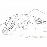 Saltwater Crocodile Coloring Page For Kids  Free Crocodiles Printable sketch template