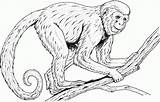 Baboon coloring pages Download And Print For Free sketch template