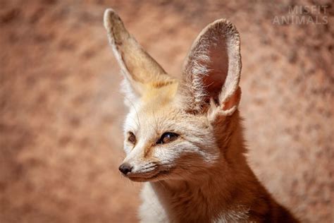 Fennec Fox Facts: 10 Facts About Fennec Foxes (W. Pictures)