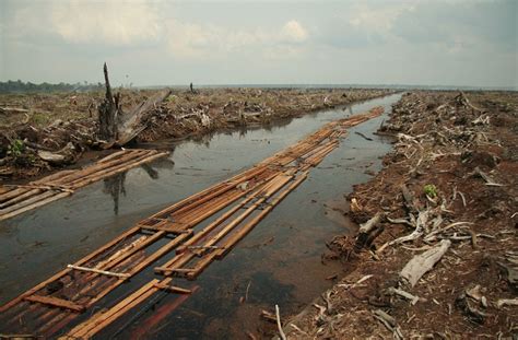 Deforestation Effects, Causes, And Examples: Top 10 List - Science HeathenScience Heathen