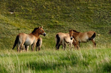 The Return of Przewalski's Horses in Mongolia - Horseback Mongolia