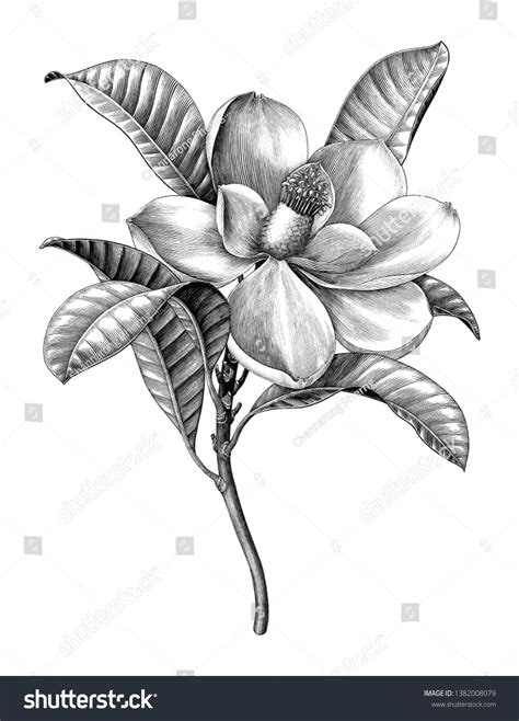 Antique engraving illustration of Magnolia flower twig black and white botanical clip art ...