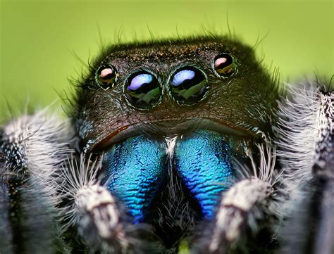 Jumping spider - Wikipedia