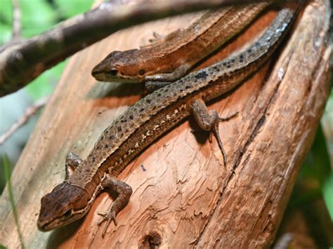 Takydromus tachydromoides / Japanese grass lizard in zoos