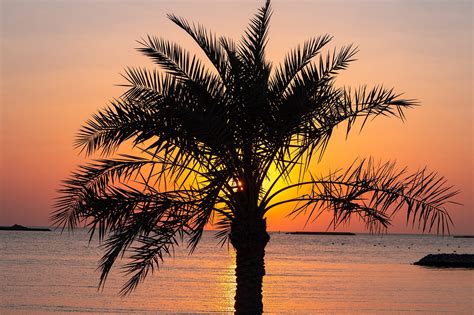 6 Best Beaches in Qatar - Which Beach Should You Visit in Qatar? – Go ...